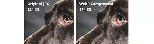 Two Images That Show The Different Image Qualities of JPGs and WebP Compressed Formats